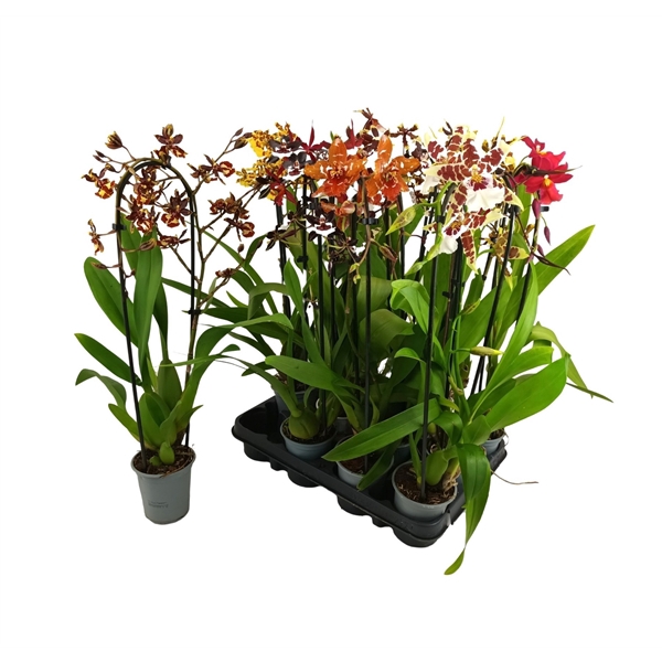 <h4>Inca Cambria mix 1 spike cascade XL 9cm</h4>