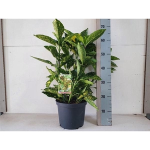 Aucuba jap. Crotonifolia