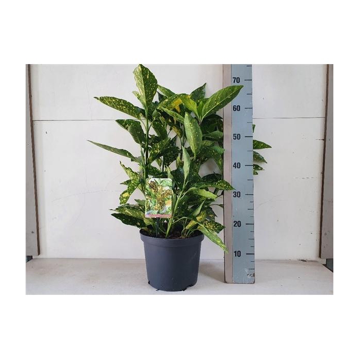 <h4>Aucuba jap. Crotonifolia</h4>