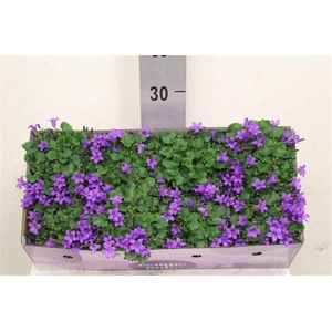 Campanula portenschlagiana Porto