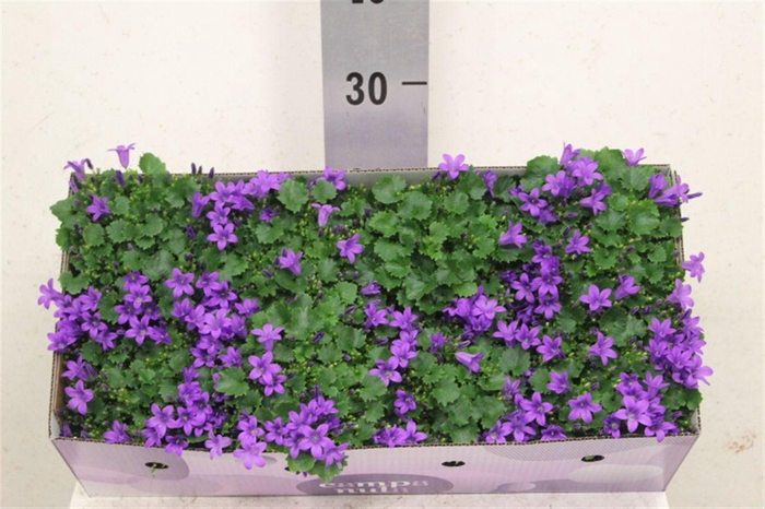 <h4>Campanula portenschlagiana Porto</h4>