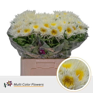 Chrysanthemum PL   ...colored H%