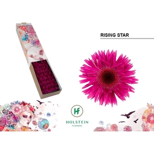 Gerbera mini Rising Star