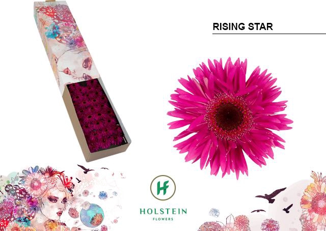 <h4>Gerbera mini Rising Star</h4>