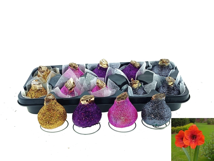 <h4>BLOEMBOL HIPPEASTRUM</h4>