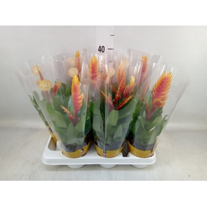 Vriesea  'El Dorado'