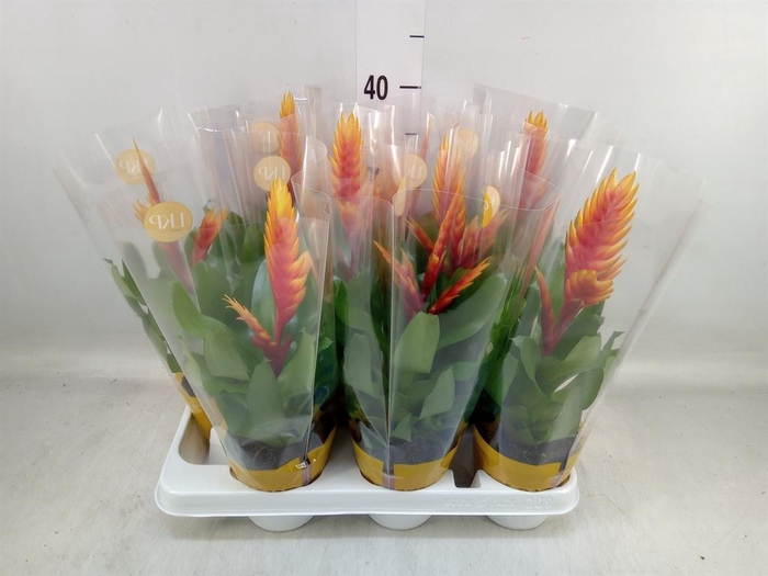 <h4>Vriesea 'El Dorado'</h4>