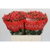 Hypericum Sweet Romance