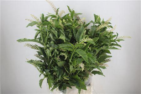 <h4>CARBOUZIJN BERRY P BUNCH</h4>