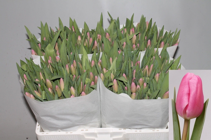 <h4>TU EN JUMBO PINK</h4>