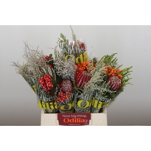 BQ Banksia Coccinea SFB