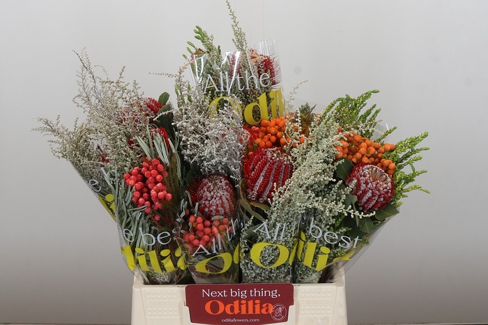 BQ Banksia Coccinea SFB