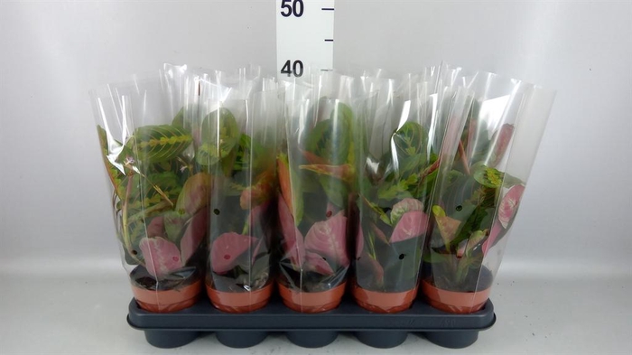 <h4>Maranta leuc. 'Fascinator'</h4>