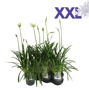 Agapanthus 5 stek wit grootbloemig. doorbl knoppen boven gewas