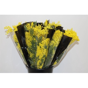 Mimosa Mirandole 150 Gr P Bunch