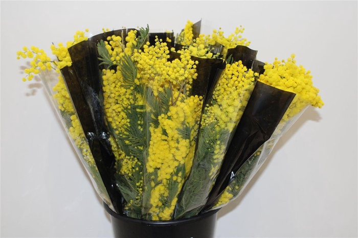<h4>Mimosa Mirandole 150 Gr P Bunch</h4>