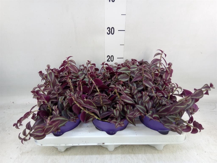 <h4>Tradescantia   ...</h4>