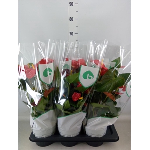 Anthurium andr. 'Oklahoma'