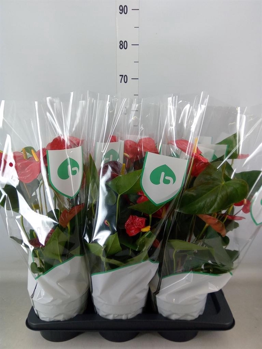 <h4>Anthurium andr. 'Oklahoma'</h4>