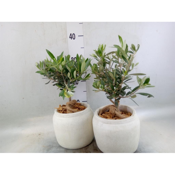 <h4>Arr.   Tuinplanten H%</h4>