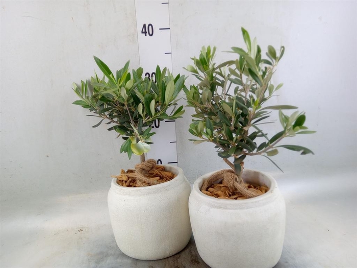 Arr.   Tuinplanten H%