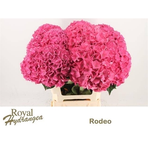HYDR M CH RODEO RD