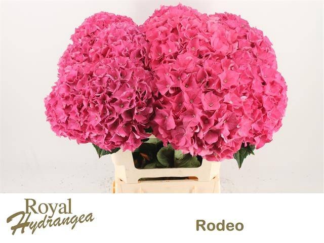 <h4>HYDR M CH RODEO RD</h4>