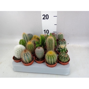 Cactus   ...mix