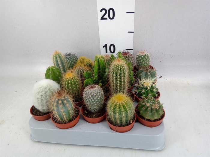 <h4>Cactus ...mix</h4>