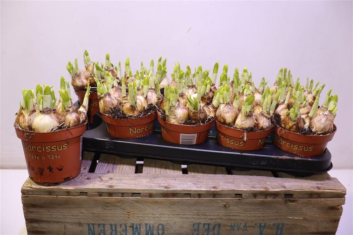 <h4>arr8 Narc O Tete A Tete</h4>