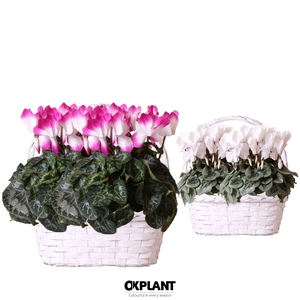 Cyclamen mix in Duomand twins mix