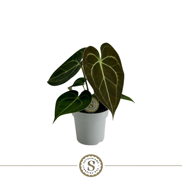 <h4>Clarinervium Mini 7cm</h4>