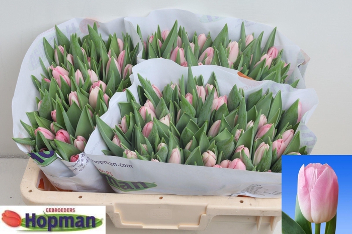 <h4>TU EN DYNASTY</h4>