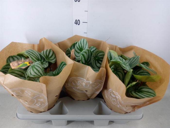 <h4>Peperomia argyreia</h4>