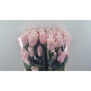 R Gr Believe In Pink Ll