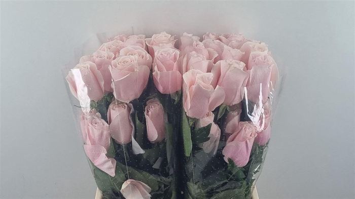 <h4>R Gr Believe In Pink Ll</h4>