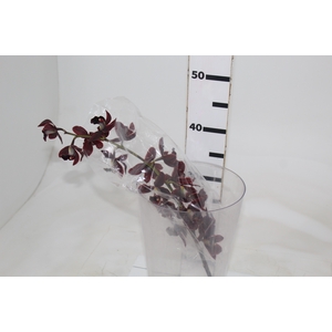 CYMBIDIUM HT MIN 12 FLS CHOCOLATE