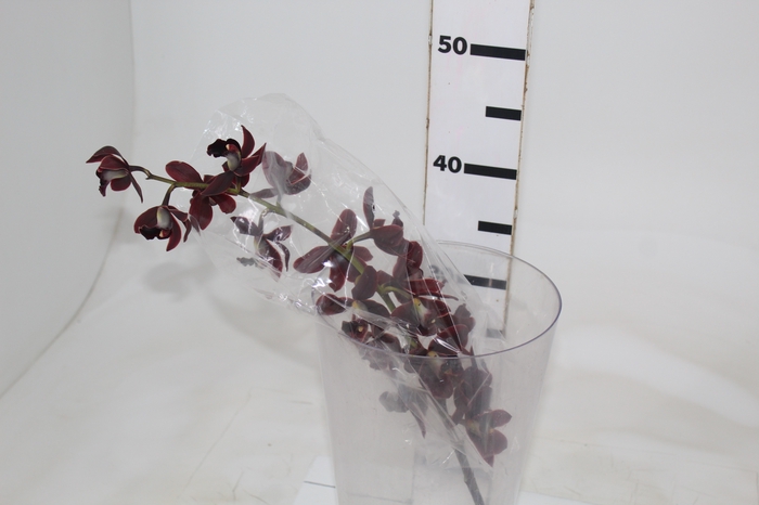 <h4>CYMBIDIUM HT MIN 12 FLS CHOCOLATE</h4>
