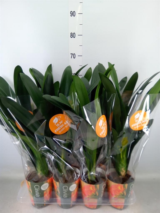 <h4>Clivia miniata</h4>