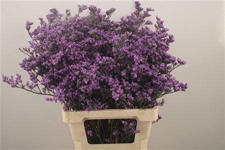 <h4>Lim Saf Dark Blue</h4>