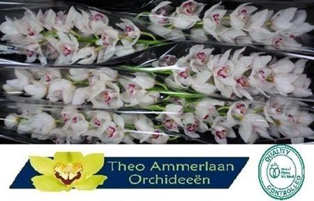 <h4>Cymb T Midnight Sky</h4>