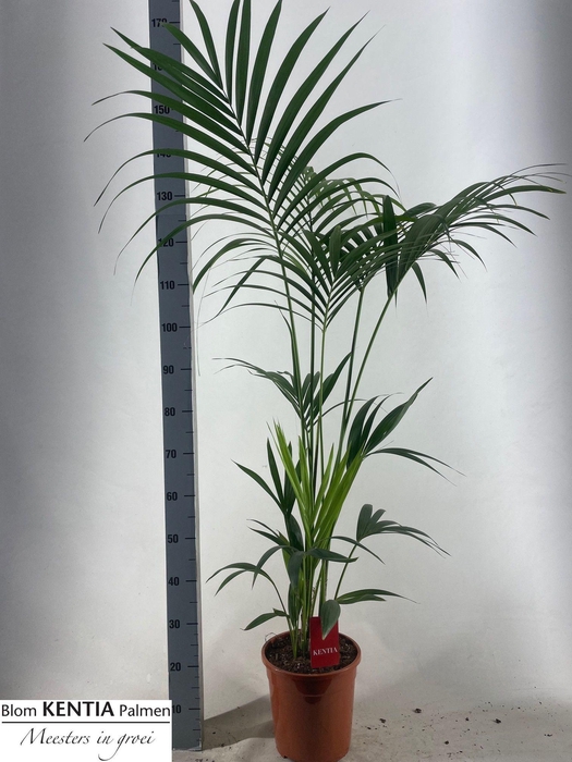 <h4>HOWEA FORSTERIANA</h4>