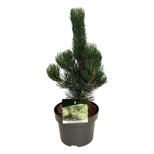 Pinus nigra 'Oregon Green'