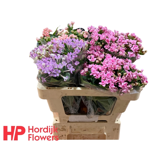 <h4>Bou Du Gem In Fust</h4>