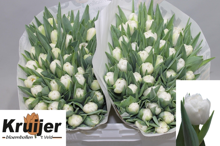 <h4>TU DU MAIKO SAN</h4>