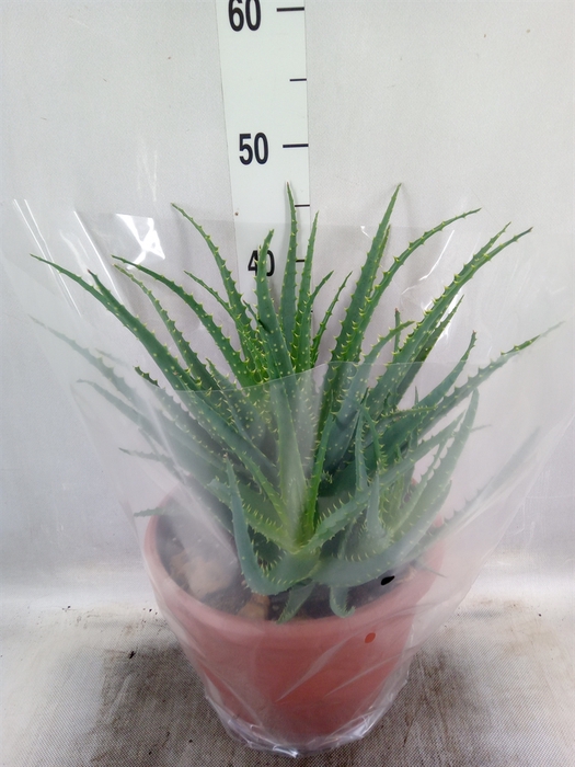 <h4>Aloe arborescens</h4>