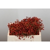 Rozenbottel Autumn Rosefruits