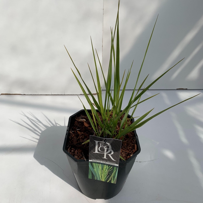 <h4>'Panicum' Northwind</h4>