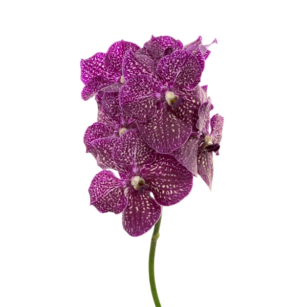 <h4>Vanda Purple Red 600</h4>