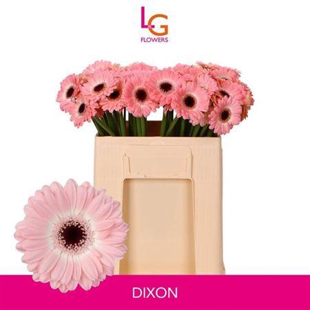 <h4>Ge Mi Dixon</h4>